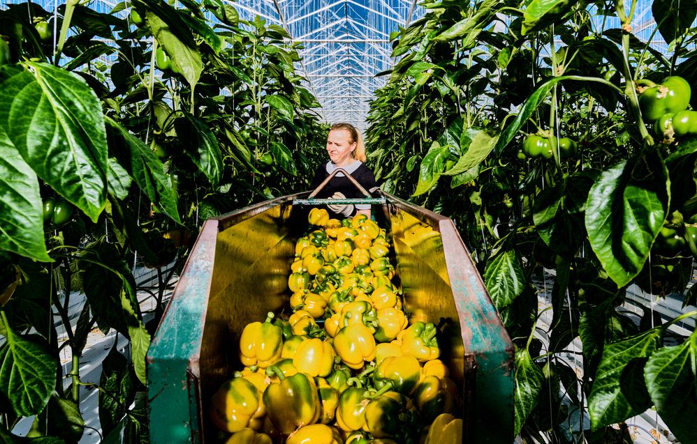 jak uodpornić firme.jpg