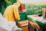 Young-beekeeper-working-with-bees-in-a-sunflower-field..jpg