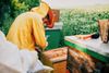 Young-beekeeper-working-with-bees-in-a-sunflower-field..jpg