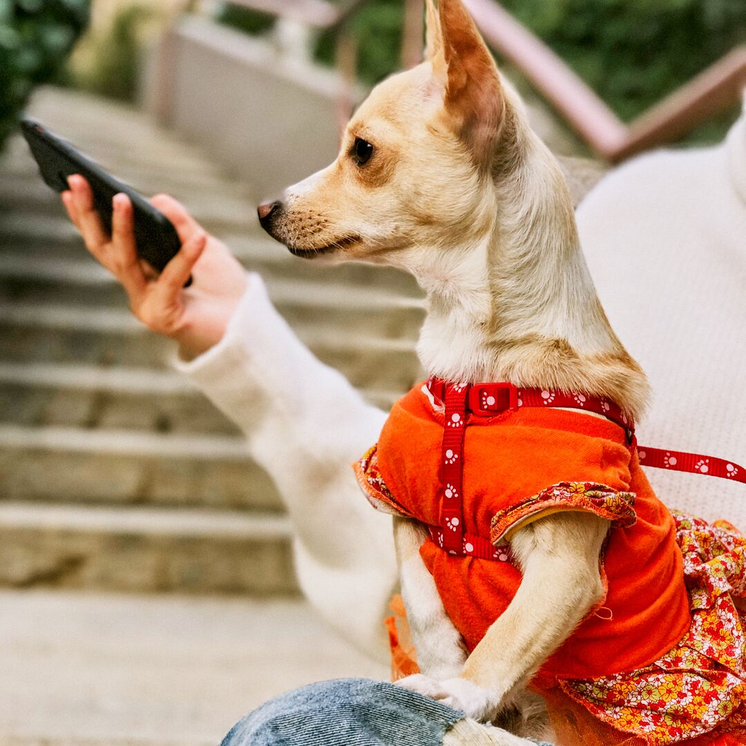 Instagram image-Person holding dog with smart phone.jpg