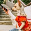 Instagram image-Person holding dog with smart phone.jpg