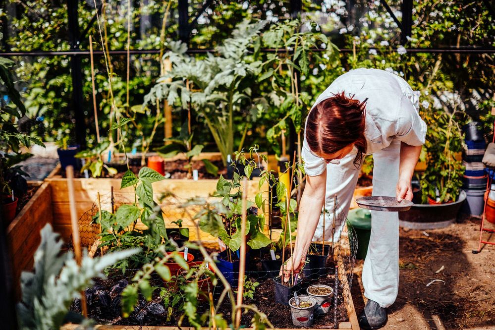 Large_MS PPT_Web-Woman tends to her garden.jpg