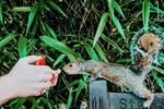 Large_MS PPT_Web-Hand holding squirrel on grass.jpg