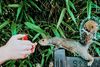 Large_MS PPT_Web-Hand holding squirrel on grass.jpg