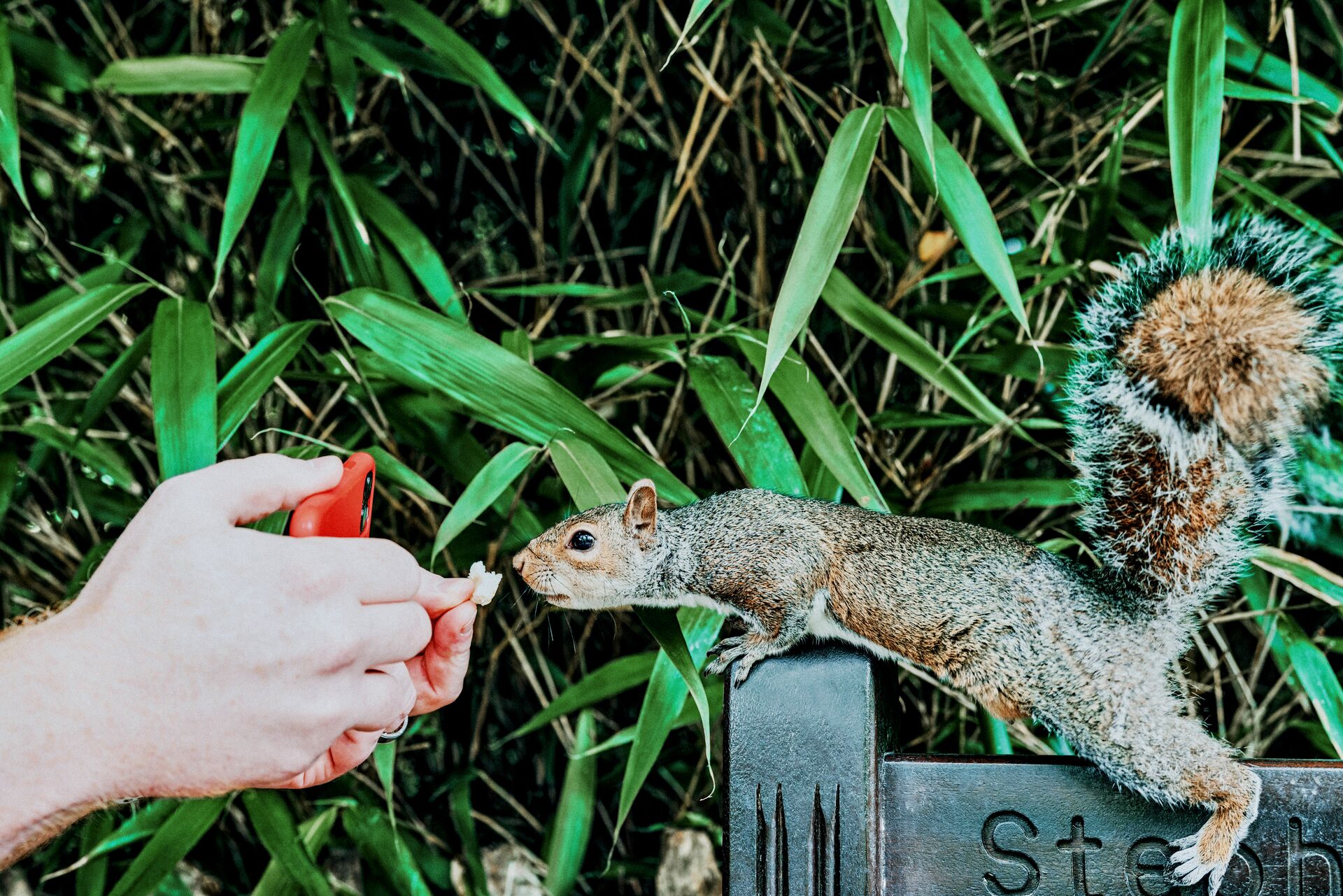 Large_MS PPT_Web-A hand holds a phone and a piece of food in order to feed and photograph a squirrel .jpg