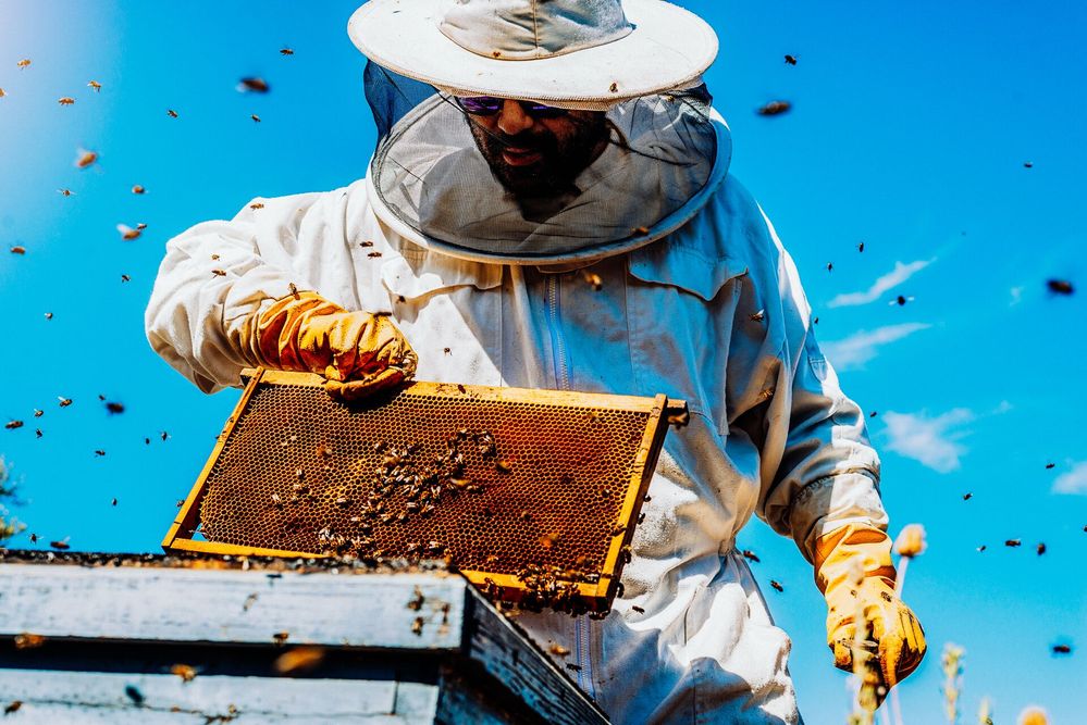 Large_Web and Screen-Beekeeper in protective suit holds honeycomb with bees.jpg