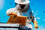 Large_Web and Screen-Beekeeper in protective suit holds honeycomb with bees.jpg